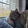 animal, cat, closeup, cozy, curtain, feline, home, indoor, knitted_pillow, natural_light, paw_prints, pet, plush_bed, quiet, relaxation, resting, sleeping, soft_texture, tabby, window
