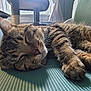 cat, cat_tree, chair, close_up, cozy, curtain, daylight, fur, furniture, home, indoor, paw, pet, quiet, relaxation, resting, sleeping, tabby, whiskers, window