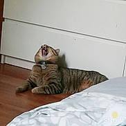 Sage is registered to the contest to win money with this photo: cat, tabby_cat, lying_down, wooden_floor, indoor, collar, furniture, white, bedroom, pet, animal, yawning, mouth_open, fur, domestic_cat, relaxed, cute, resting, striped, home