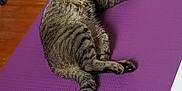 Sage is registered to the contest to win money with this photo: cat, tabby_cat, pet, animal, sleeping, relaxed, indoor, purple_yoga_mat, floor, wooden_floor, fur, whiskers, tail, paw, striped, cute, domestic_cat, resting, cozy, home