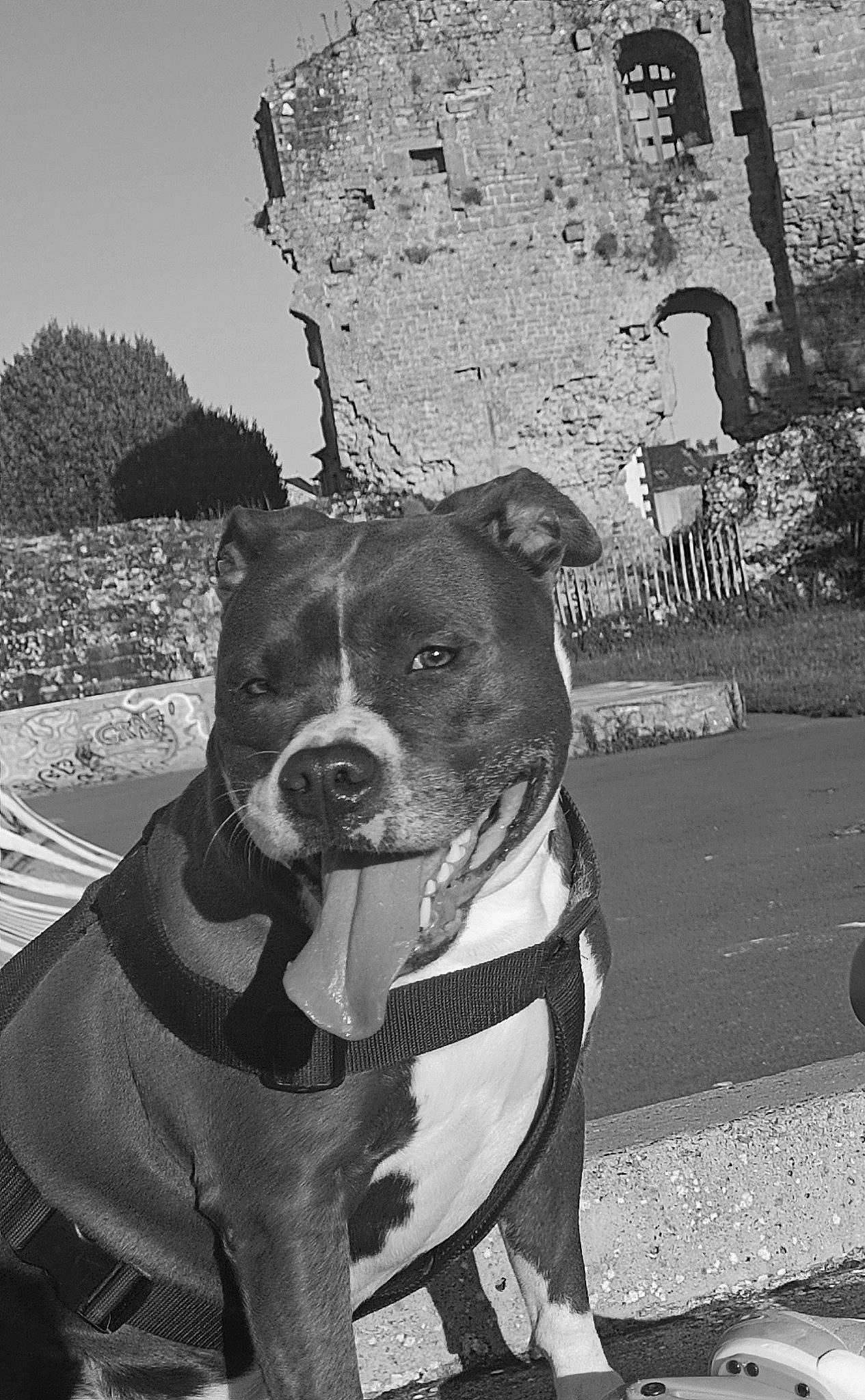 Paya participe au concours pour gagner de l'argent avec cette photo : black, black_and_white, carnivore, collar, companion_dog, dog, dog_breed, dog_collar, fawn, leash, monochrome, monochrome_photography, pet_supply, photograph, snout, style, tree, whiskers, white, working_animal