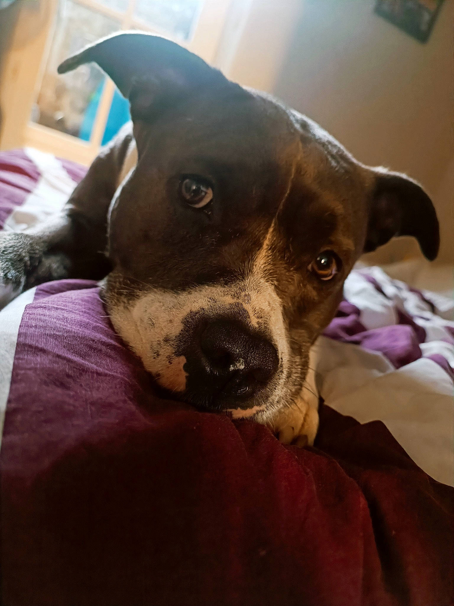 Paya participe au concours pour gagner de l'argent avec cette photo : canidae, carnivore, collar, comfort, companion_dog, dog, dog_breed, ear, fawn, fur, non_sporting_group, puppy, snout, sporting_group, terrestrial_animal, whiskers, working_animal