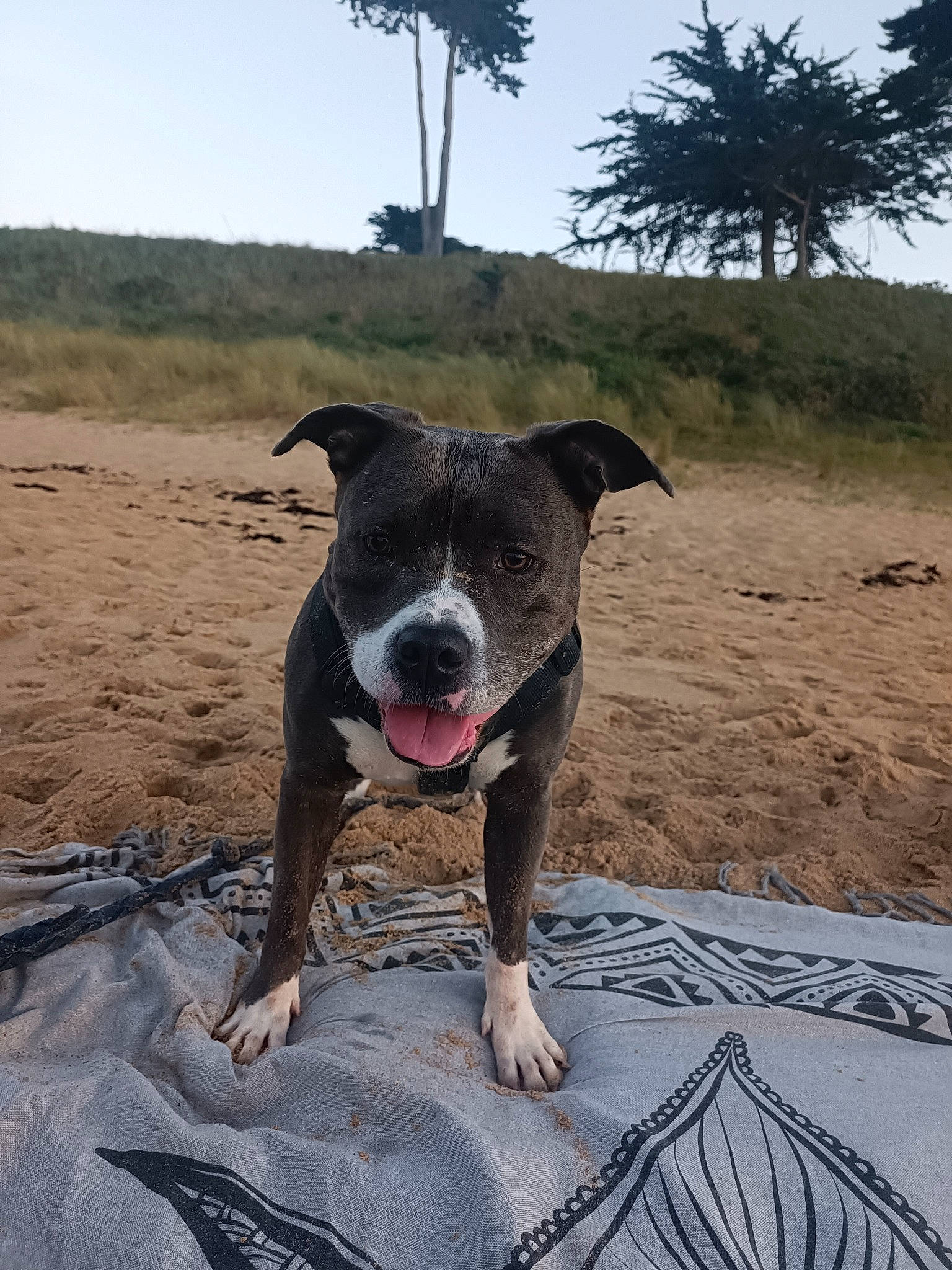 Paya participe au concours pour gagner de l'argent avec cette photo : adventure, canidae, carnivore, collar, companion_dog, dog, dog_breed, dog_collar, fawn, landscape, palm_tree, plant, recreation, sky, snout, soil, sporting_group, tree, working_animal, working_dog