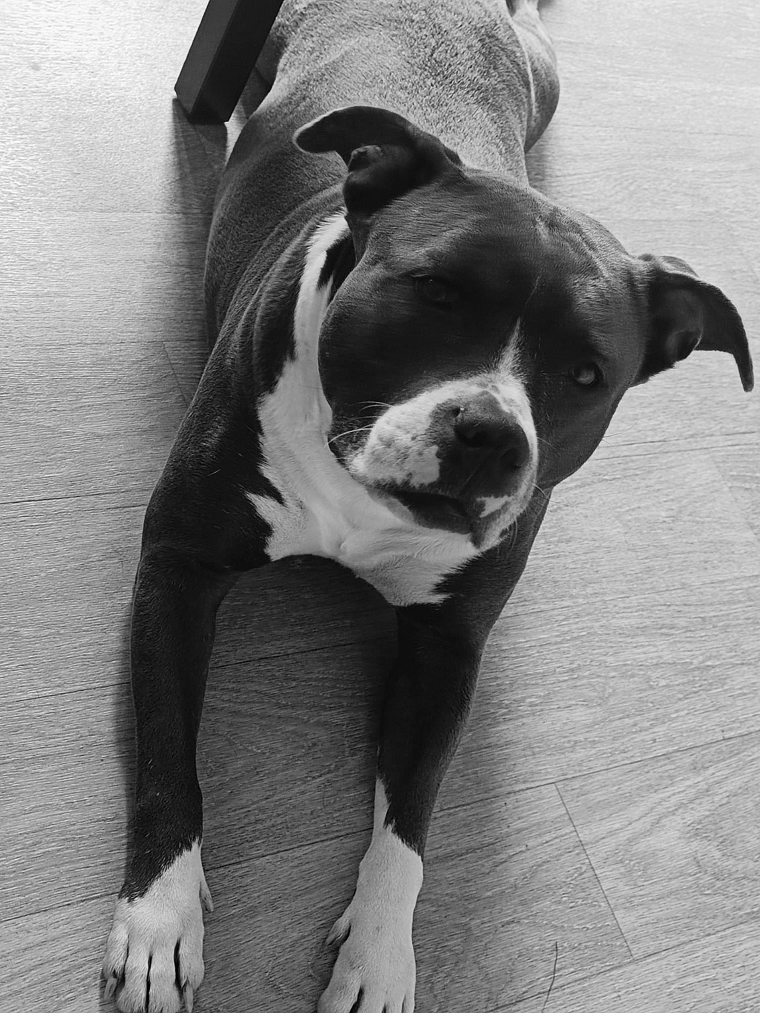 Paya a rejoint le concours — aidez-le/la à gagner de superbes lots ! black, black_and_white, carnivore, collar, companion_dog, dog, dog_breed, fawn, grey, human_leg, monochrome, monochrome_photography, snout, sporting_group, style, whiskers, white, window, working_animal, wrinkle