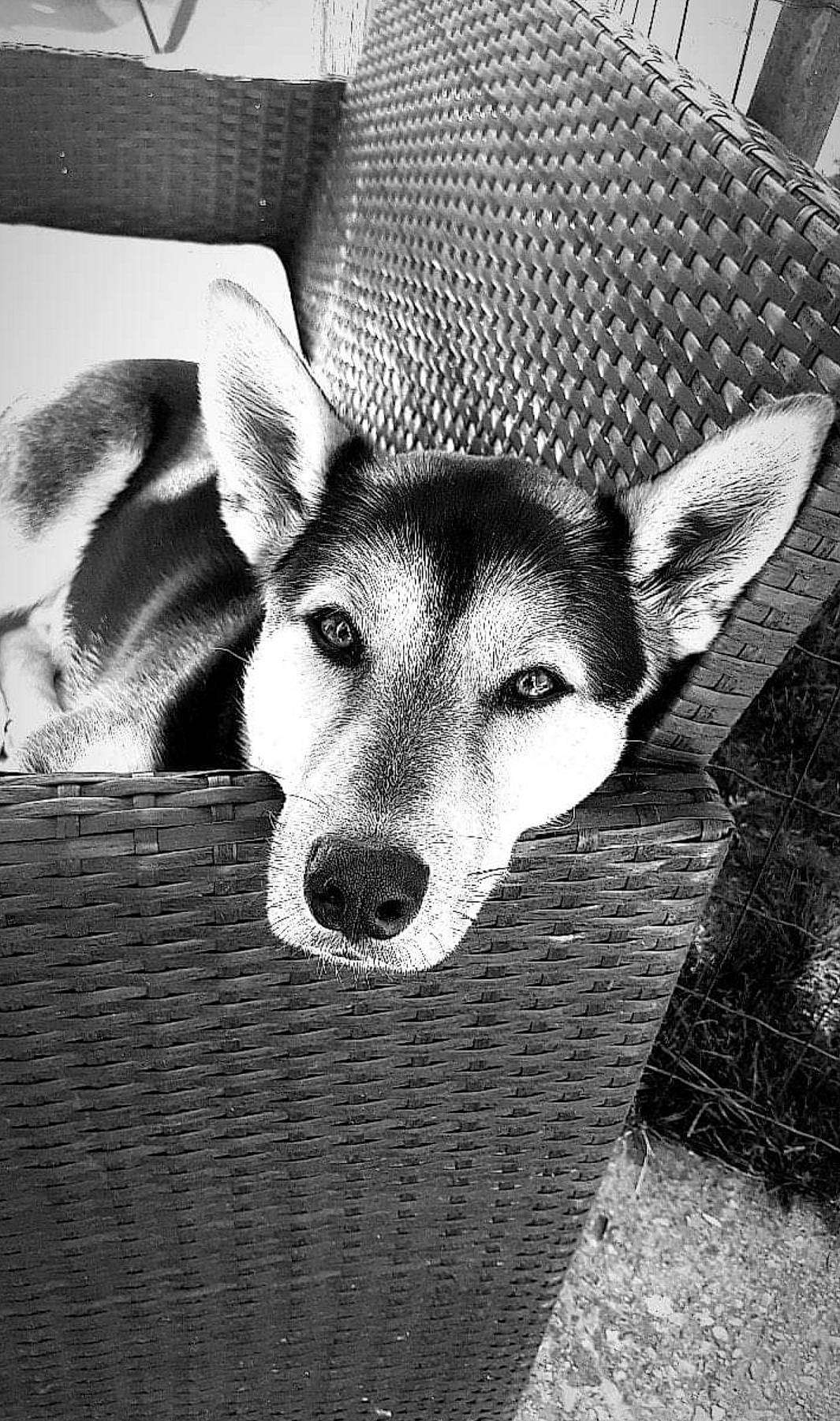 Osky a rejoint le concours — aidez-le/la à gagner de superbes lots ! black_and_white, canidae, canis, carnivore, companion_dog, dog, dog_breed, eye, fur, monochrome, monochrome_photography, sled_dog, snout, sporting_group, stock_photography, street_dog, style, terrestrial_animal, whiskers, working_animal