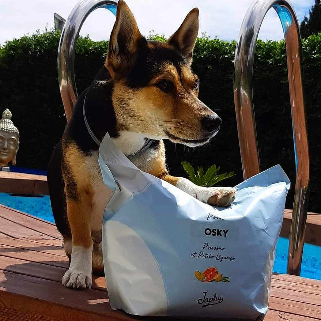 Osky participe au concours pour gagner de l'argent avec cette photo : canidae, carnivore, chair, cloud, collar, companion_dog, dog, dog_breed, dog_supply, fawn, herding_dog, leisure, outdoor_furniture, pet_supply, plant, sky, table, water, window, wood