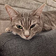 Sparrow participe au concours pour gagner de l'argent avec cette photo : animal, brick_wall, calm, cat, close_up, ears, fabric, feline, gray_cat, green_eyes, indoor, laying_down, pet, portrait, relaxed, resting, sofa, tabby, texture, whiskers