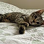 cat, kitten, tabby, bed, bedding, indoor, pet, animal, feline, lying_down, curious, whiskers, ears, paws, resting, cute, young, striped, fur, closeup