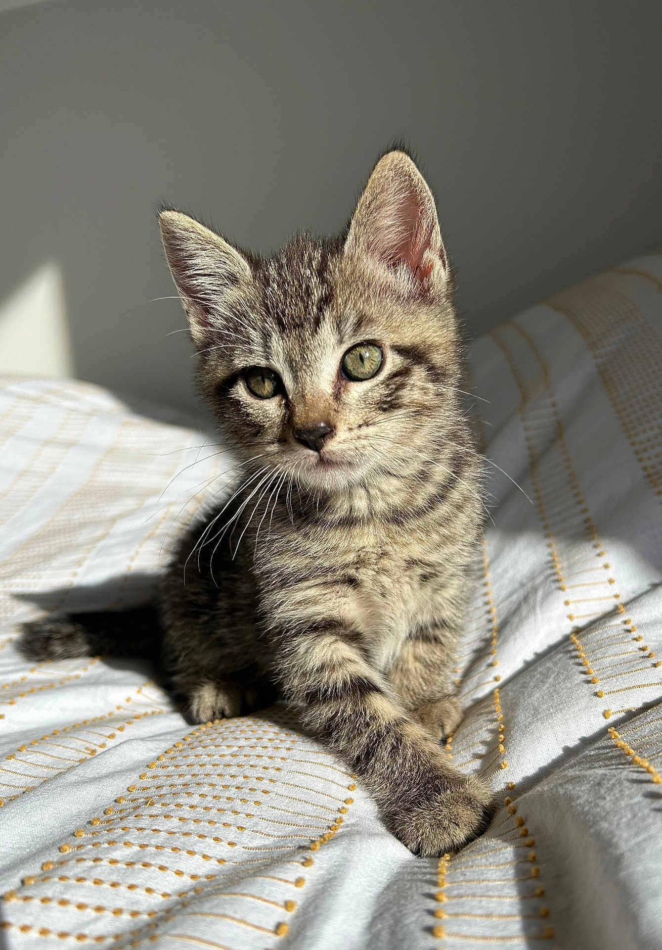 Avril participe au concours pour gagner de l'argent avec cette photo : kitten, cat, tabby, pet, animal, feline, cute, bed, blanket, striped, whiskers, ears, paw, domestic_animal, young, indoor, sunlight, soft_light, fur, portrait