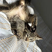 Avril a rejoint le concours — aidez-le/la à gagner de superbes lots ! kitten, cat, paw, stretching, feline, fur, whiskers, bed, blanket, cozy, sleepy, cute, animal, pet, relaxing, indoor, soft_light, tabby, claws, playful