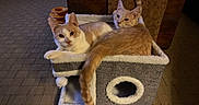 Finley is registered to the contest to win money with this photo: cat, cats, cat_condo, pet, animal, feline, indoor, cozy, resting, fur, whiskers, ears, tail, carpet, home, furniture, cute, relaxed, two_animals, companionship