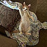 Finley is registered to the contest to win money with this photo: kitten, cat, orange_cat, white_cat, blanket, couch, furniture, indoor, pet, animal, cozy, relaxed, paw, cute, young, fur, striped, playful, resting, home