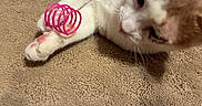 Finley is registered to the contest to win money with this photo: animal, carpet, cat, closeup, coil, curious, cute, domestic, fur, indoor, mammal, orange, paw, pet, pink, playful, relaxed, toy, whiskers, white