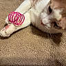 Finley is registered to the contest to win money with this photo: cat, paw, toy, pink, coil, carpet, white, orange, pet, animal, playful, closeup, indoor, fur, whiskers, curious, relaxed, domestic, mammal, cute