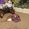 cat, cloth, carpet, rocking_chair, stuffed_animal, indoor, tapestry, patterned_fabric, purple, beige, wood, furniture, floor, animal, pet, cozy, playful, hiding, floral, decor