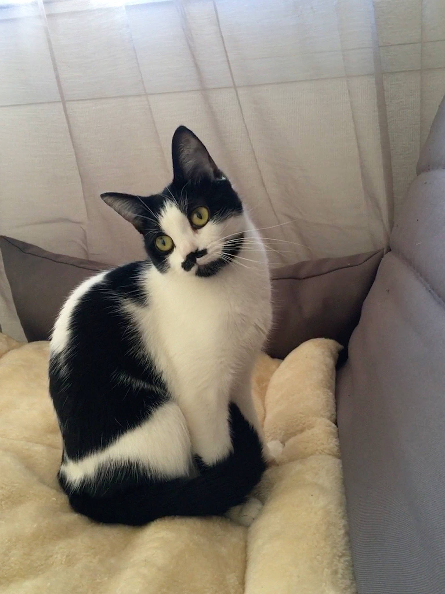 Mily a rejoint le concours — aidez-le/la à gagner de superbes lots ! aegean_cat, american_wirehair, asian, black_and_white, carnivore, cat, domestic_short_haired_cat, european_shorthair, felidae, fur, japanese_bobtail, kitten, leg, mammal, polydactyl_cat, small_to_medium_sized_cats, tail, whiskers