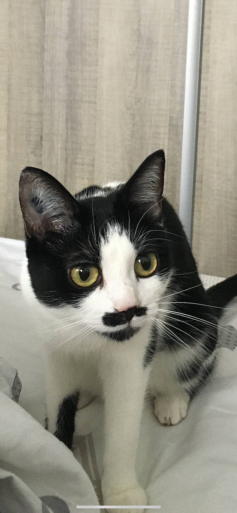 Mily participe au concours pour gagner de l'argent avec cette photo : aegean_cat, american_wirehair, asian, black_and_white, black_cat, carnivore, cat, domestic_short_haired_cat, european_shorthair, eye, felidae, japanese_bobtail, kitten, mammal, polydactyl_cat, small_to_medium_sized_cats, snout, tail, vertebrate, whiskers