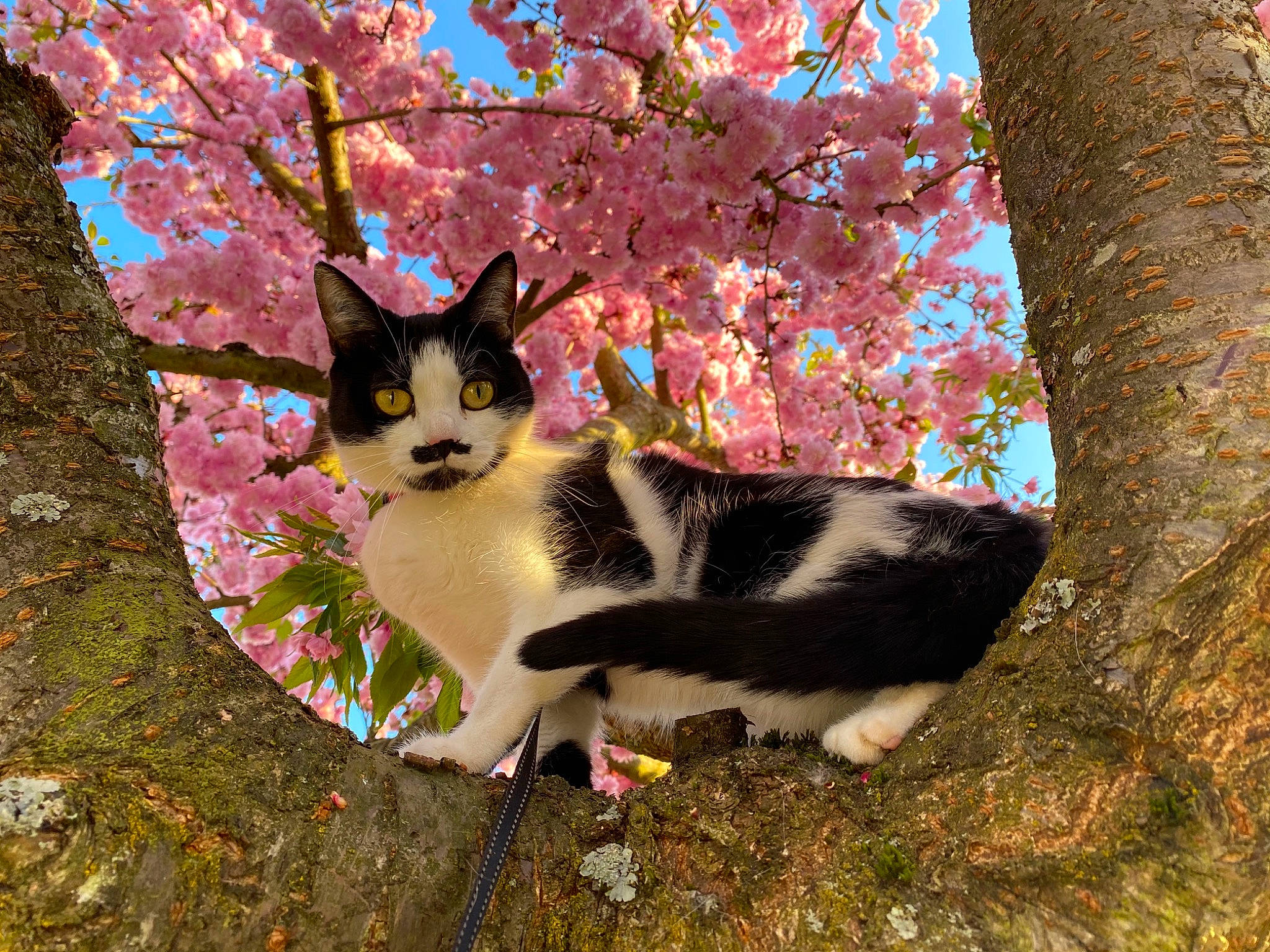 Mily participe au concours pour gagner de l'argent avec cette photo : autumn, blossom, branch, carnivore, cat, eye, felidae, flower, fur, kitten, leaf, pink, plant, small_to_medium_sized_cats, spring, tail, tree, trunk, whiskers, woody_plant