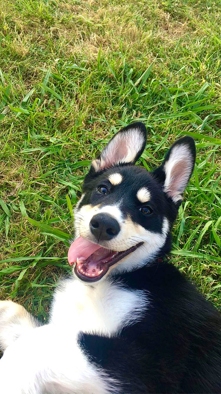 Rayton participe au concours pour gagner de l'argent avec cette photo : alaskan_klee_kai, canidae, carnivore, dog, dog_breed, east_siberian_laika, grass, karelian_bear_dog, laika, lapponian_herder, mammal, mcnab, miniature_siberian_husky, rare_breed_dog, seppala_siberian_sleddog, siberian_husky, sled_dog, snout, vertebrate, whiskers