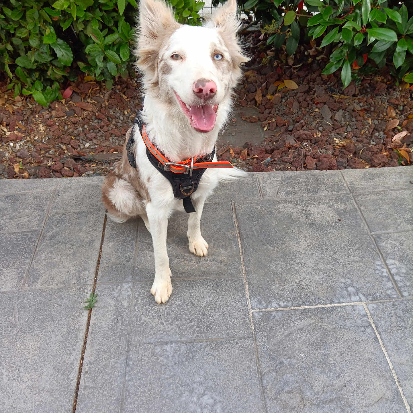 Naya participe au concours pour gagner de l'argent avec cette photo : accessories, animal, canine, dog, eskimodog, flagstone, herbal, herbs, husky, leash, path, pet, puppy, sidewalk, slate, soil, strap, terrier, walkway, whitedog