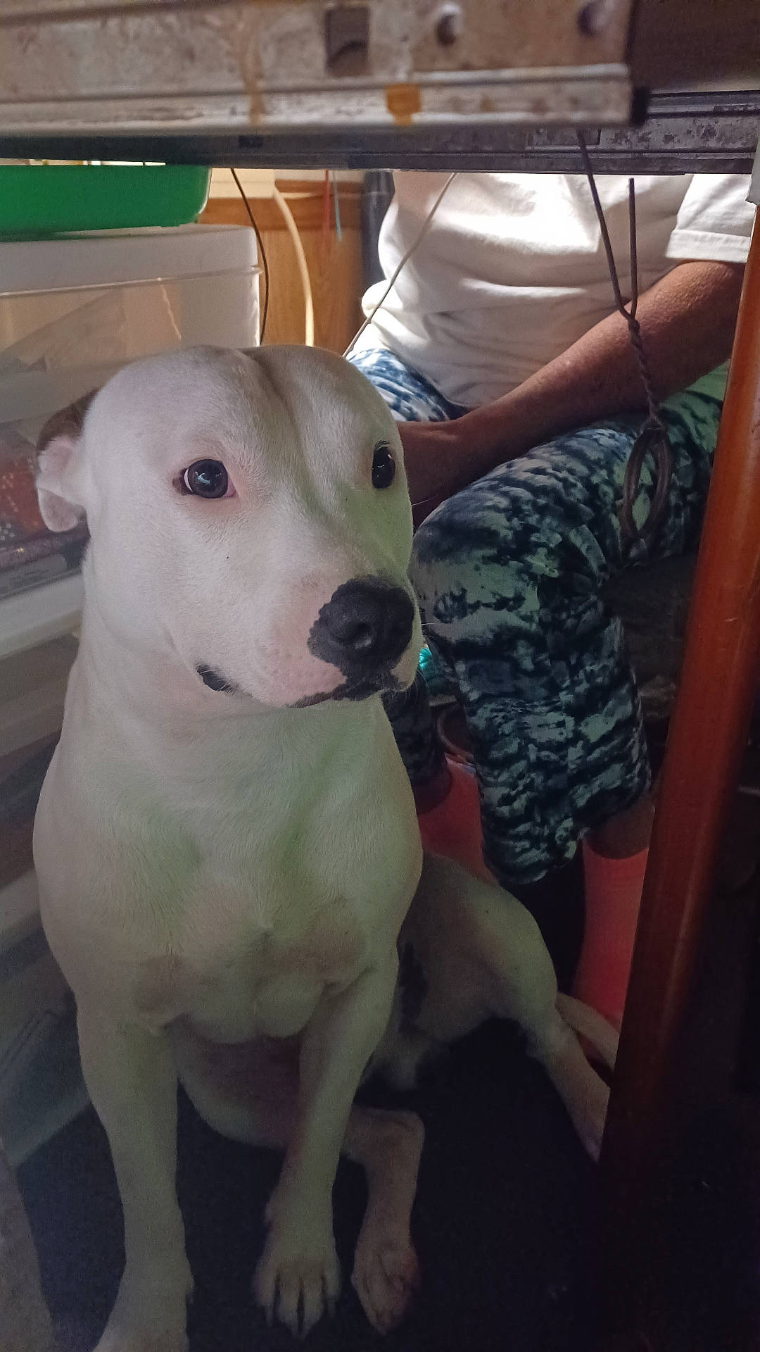 Loki Joe
