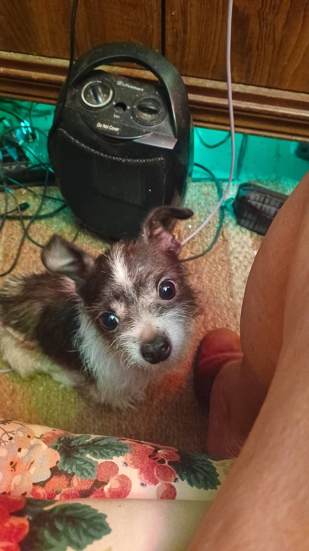 Pup Pup