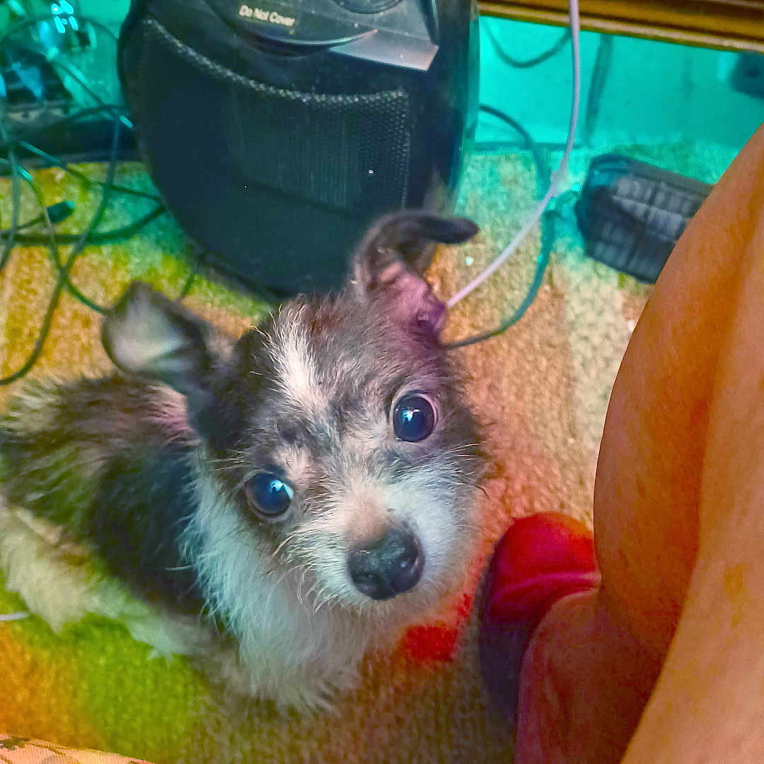 Pup Pup