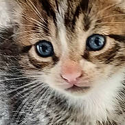 Carmella joined the competition — help win amazing prizes! animal, blue_eyes, cat, close_up, curious, cute, domestic, face, feline, fur, indoor, kitten, mammal, pet, portrait, small, soft, tabby, whiskers, young