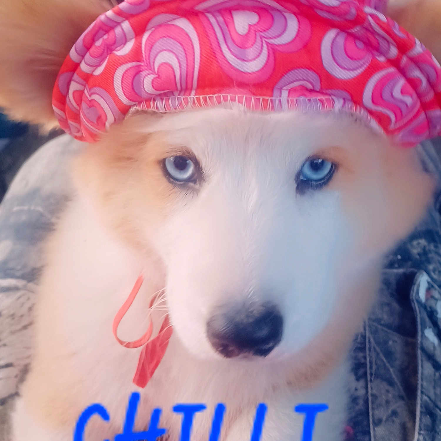 Chili Smith joined the competition — help win amazing prizes! dog, puppy, blue_eyes, pink_hat, heart_pattern, close_up, pet, cute, fluffy, animal, domestic_animal, canine, face, fur, portrait, indoor, adorable, costume, headwear, text_overlay