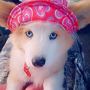 Chilli joined the competition — help win amazing prizes! dog, puppy, blue_eyes, hat, pink_hat, heart_pattern, fur, pet, indoor, camo_pants, pink_hoodie, lap, table, toy_truck, container, blurred_background, close_up, cute, animal, domestic_animal