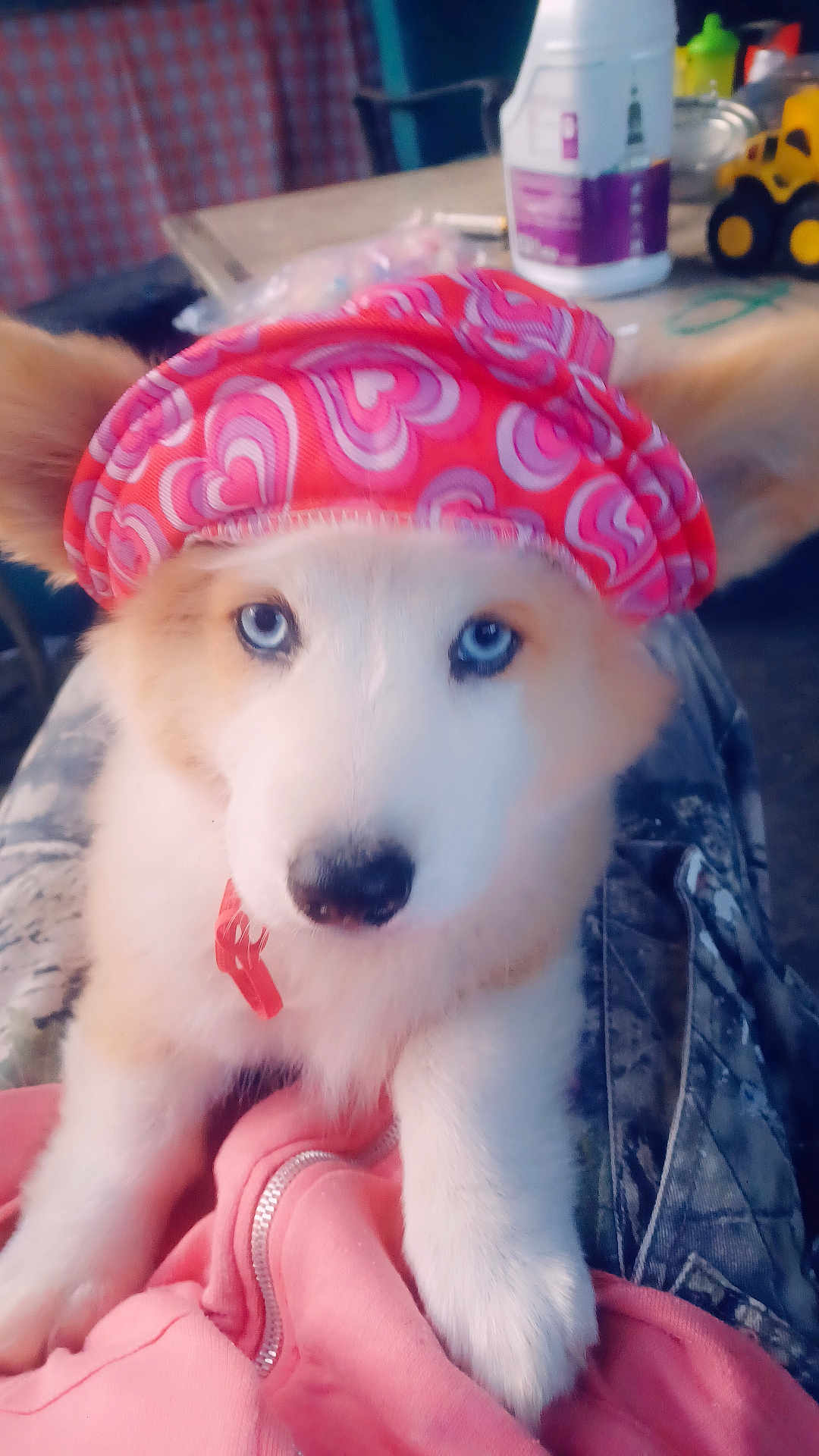 Chilli joined the competition — help win amazing prizes! dog, puppy, blue_eyes, hat, pink_hat, heart_pattern, fur, pet, indoor, camo_pants, pink_hoodie, lap, table, toy_truck, container, blurred_background, close_up, cute, animal, domestic_animal
