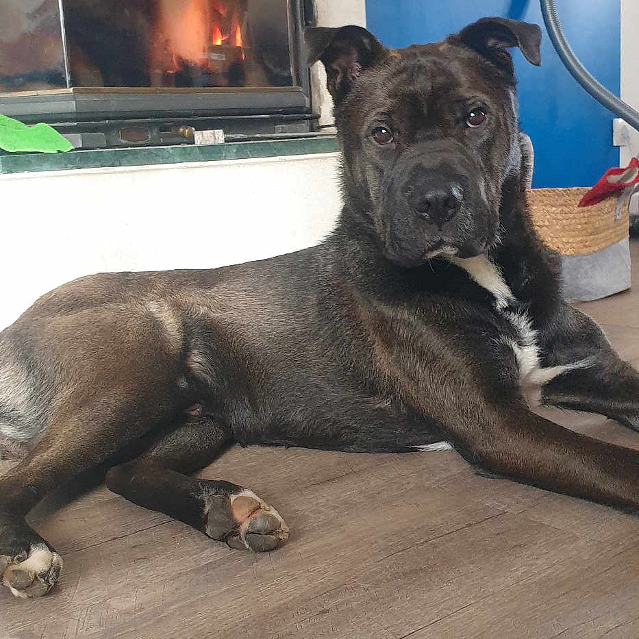 Tooty participe au concours pour gagner de l'argent avec cette photo : dog, fireplace, wooden_floor, indoor, pet, brown_dog, resting, calm, looking, ears_up, flooring, home_interior, cozy, relaxed, animal, house, blue_wall, basket, furniture, domestic_animal