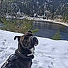 Tooty participe au concours pour gagner de l'argent avec cette photo : dog, snow, harness, lake, mountains, forest, outdoor, nature, winter, animal, canine, scenery, trees, water, landscape, adventure, pet, leash, daytime, sky