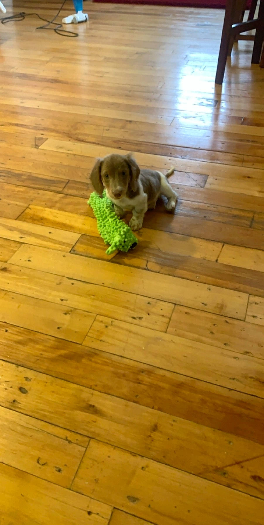 Zync is registered to the contest to win money with this photo: baby, child, deck, floor, flooring, grass, hardwood, laminate_flooring, leisure, pattern, plank, plywood, room, tints_and_shades, toddler, tree, varnish, wood, wood_flooring, wood_stain