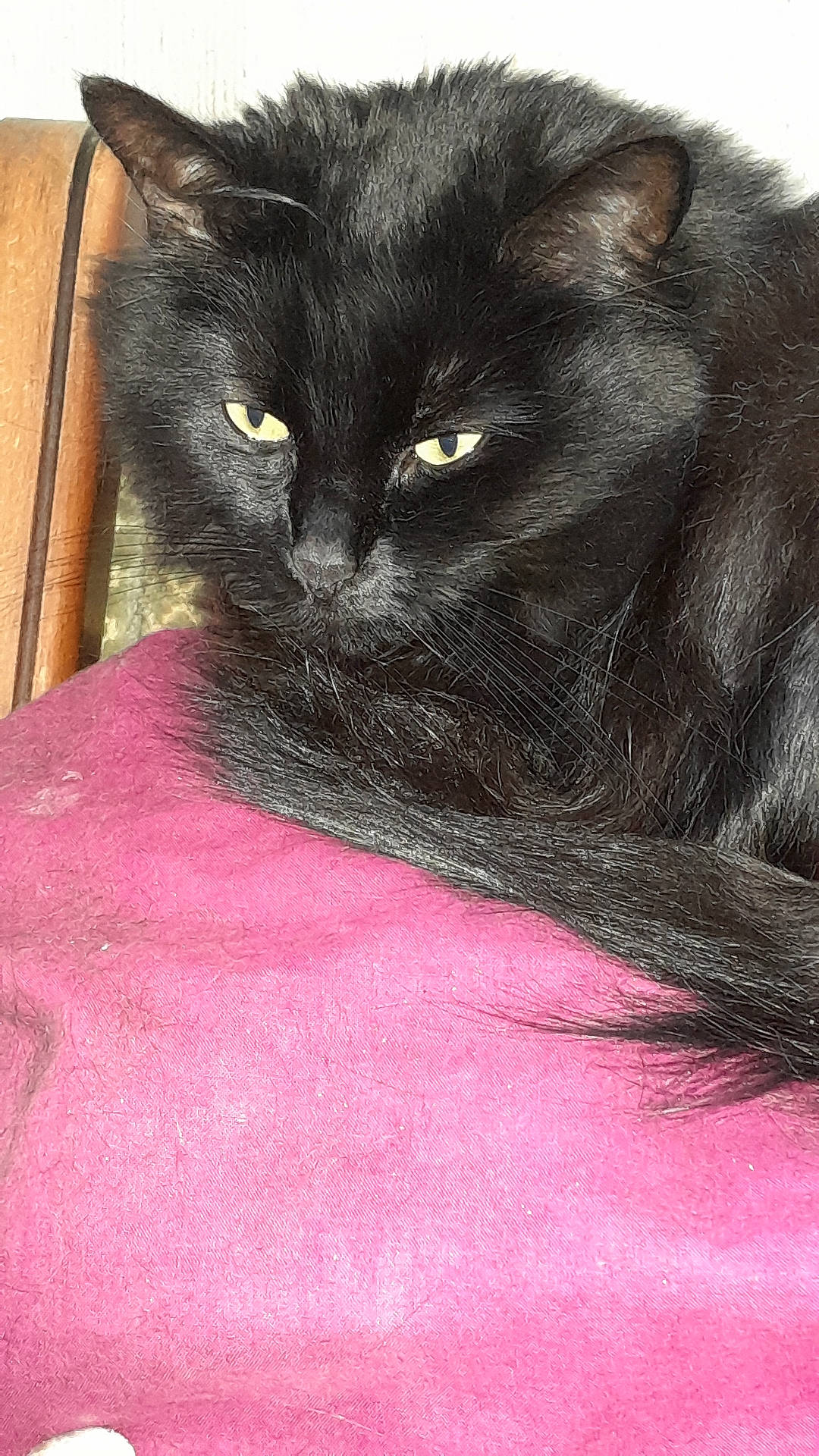 abyssinian, adult, angora, animal, armchair, blackcat, blanket, cat, chair, couch, cushion, female, furniture, homedecor, kitten, manx, person, pet, velvet, woman