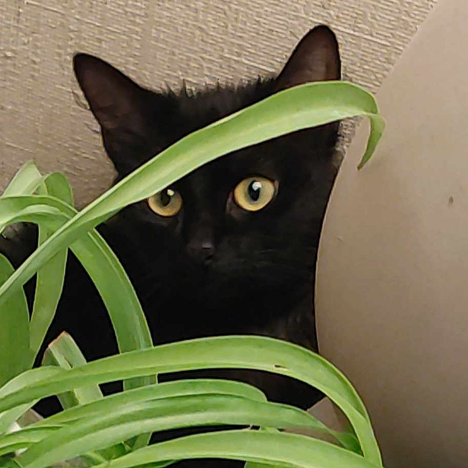 Salem a rejoint le concours — aidez-le/la à gagner de superbes lots ! abyssinian, animal, blackcat, cat, egyptiancat, jar, kitten, leaf, manx, pet, plant, planter, pottedplant, pottery, vase