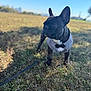 dog, french_bulldog, tuxedo, outdoor, grass, pet, animal, leash, canine, black_dog, portrait, daylight, field, nature, cute, alert, standing, small_dog, ears, fur