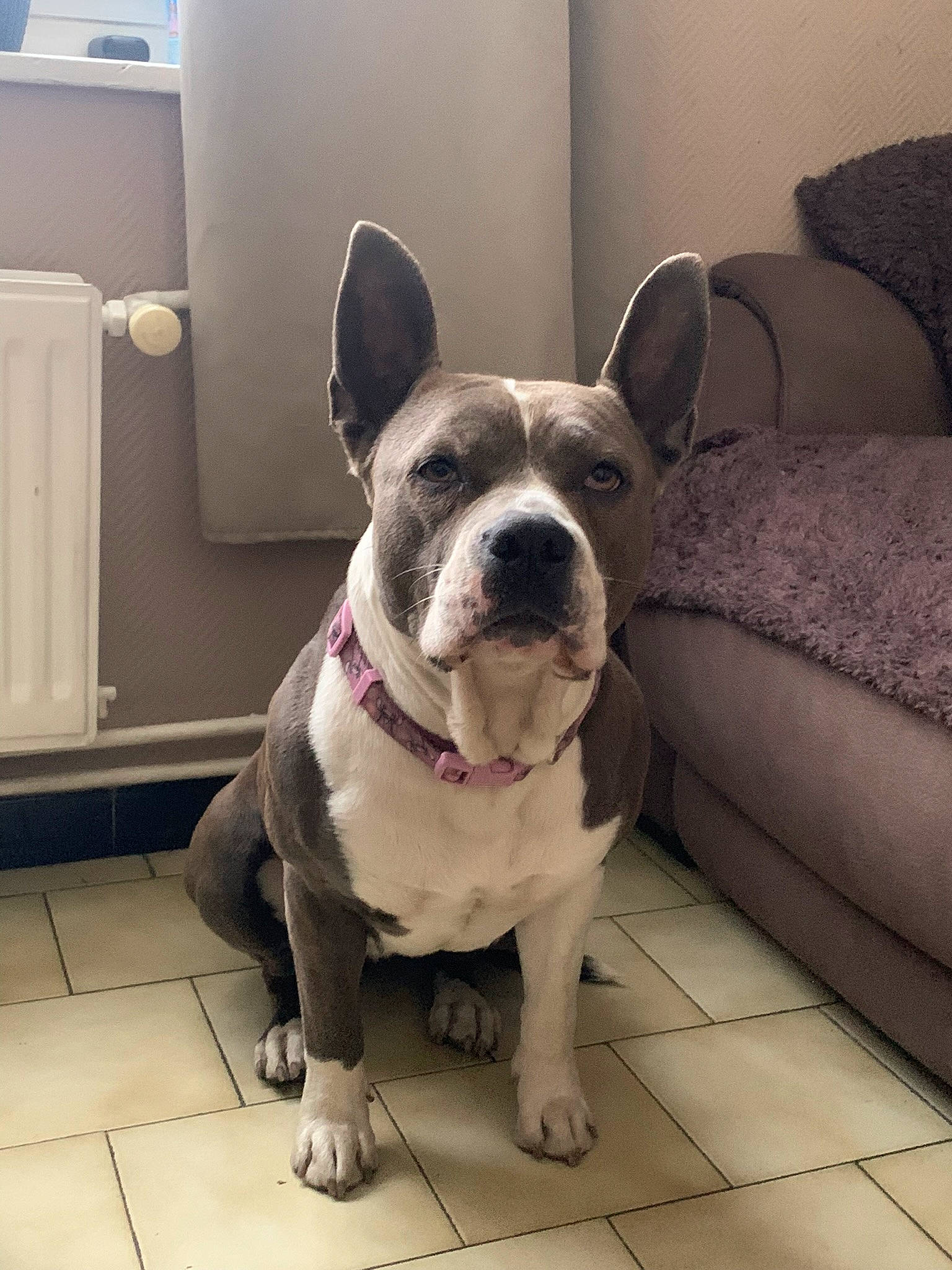 Layka a rejoint le concours — aidez-le/la à gagner de superbes lots ! boston_terrier, canidae, carnivore, collar, comfort, companion_dog, couch, dog, dog_breed, dog_collar, eye, fawn, flooring, french_bulldog, fur, snout, sporting_group, whiskers, window, working_animal