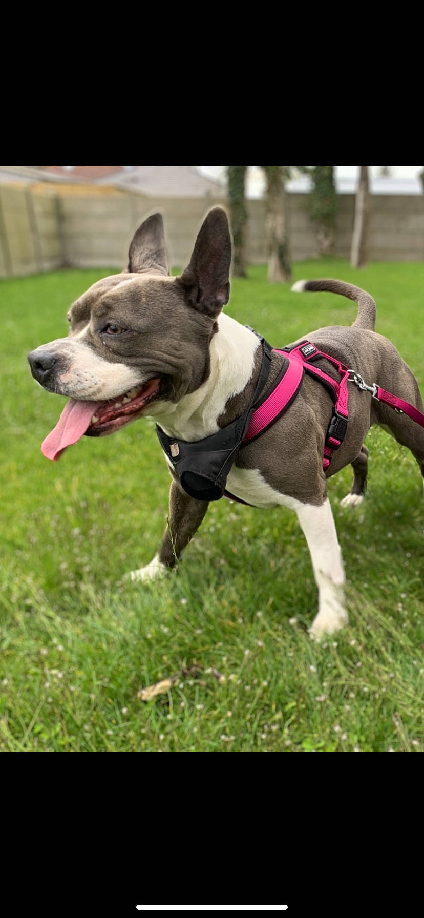 Layka participe au concours pour gagner de l'argent avec cette photo : canidae, carnivore, collar, companion_dog, dog, dog_breed, dog_collar, dog_supply, fashion_accessory, fawn, grass, leash, non_sporting_group, pet_supply, plant, snout, sporting_group, tail, working_animal, working_dog