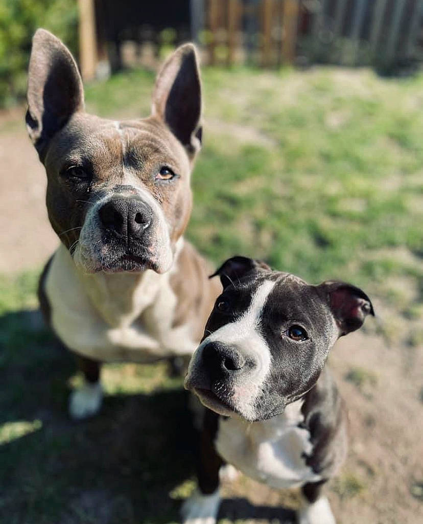 Layka a rejoint le concours — aidez-le/la à gagner de superbes lots ! boston_terrier, bulldog, canidae, carnivore, collar, companion_dog, dog, dog_breed, ear, fawn, grass, green, non_sporting_group, snout, sporting_group, terrestrial_animal, toy_dog, whiskers, working_animal, working_dog