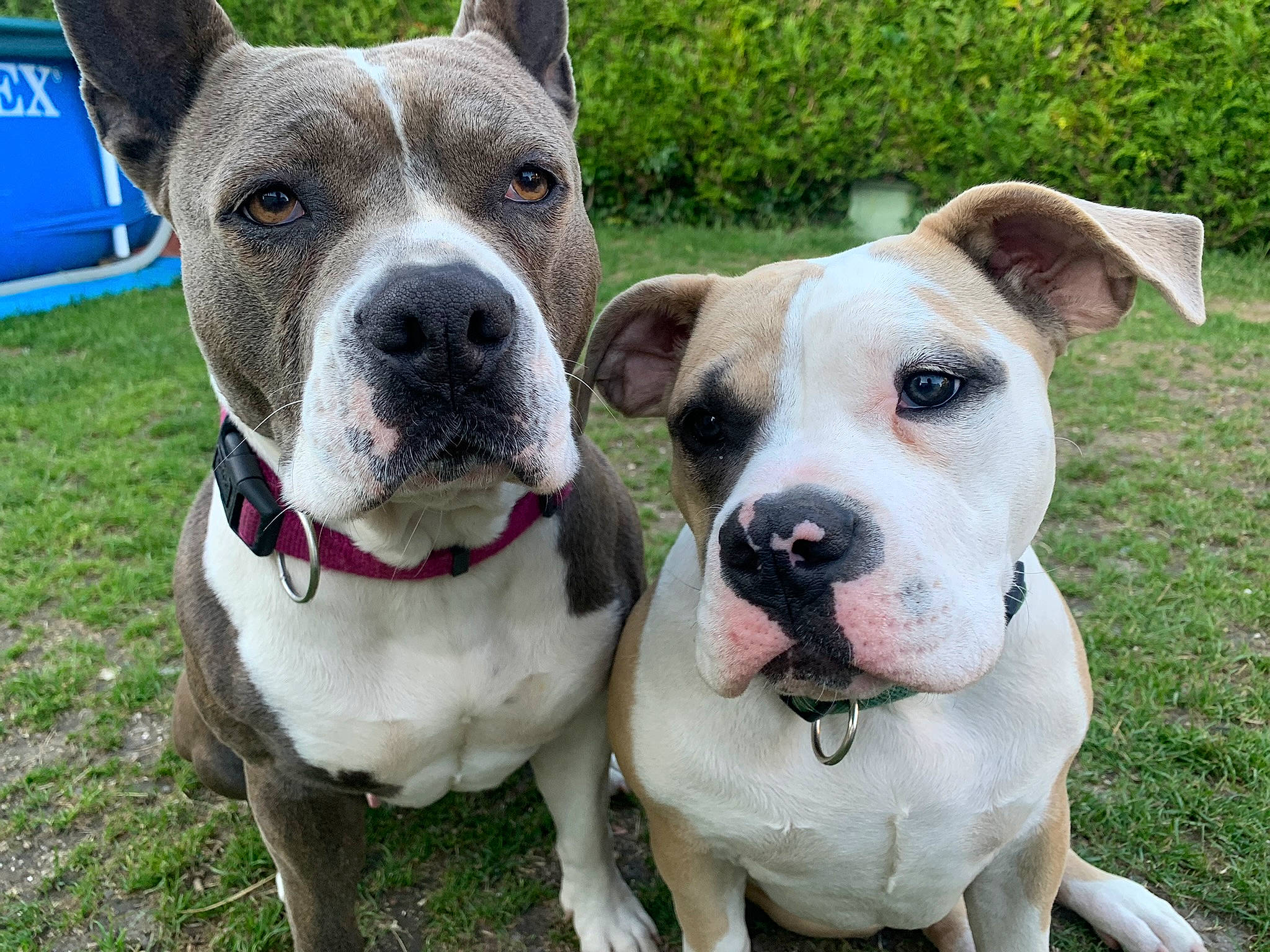 Layka a rejoint le concours — aidez-le/la à gagner de superbes lots ! ancient_dog_breeds, bench, canidae, carnivore, collar, companion_dog, dog, dog_breed, dog_collar, dog_supply, fawn, grass, molosser, non_sporting_group, snout, sporting_group, whiskers, working_animal, working_dog, wrinkle