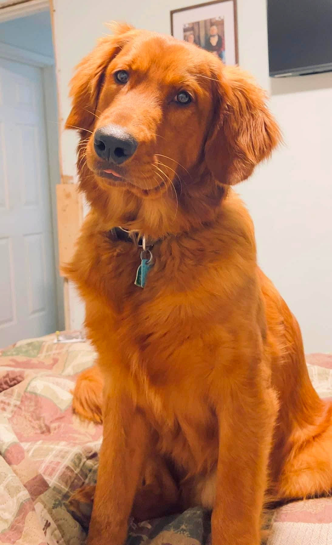 Tucker is registered to the contest to win money with this photo: canidae, carnivore, chair, collar, companion_dog, dog, dog_breed, dog_collar, door, durango_boot, fawn, fur, gun_dog, liver, pet_supply, snout, sporting_group, whiskers, working_animal, working_dog