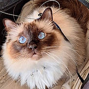 Joy participe au concours pour gagner de l'argent avec cette photo : cat, blue_eyes, fluffy, fur, pet, animal, whiskers, curious, close_up, indoor, blanket, collar, cute, feline, portrait, looking_up, soft_lighting, domestic_cat, mammal, relaxed