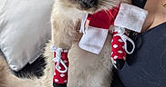 Joy participe au concours pour gagner de l'argent avec cette photo : accessories, animal, cat, clothing, couch, cushion, face, furniture, head, homedecor, indoors, kitten, manx, pants, person, pet, photography, portrait, siamese, strap
