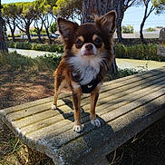 Tino participe au concours pour gagner de l'argent avec cette photo : animal, bench, canine, chihuahua, daytime, dog, ears, fur, grass, muzzle, nature, outdoor, park, pet, river, shadow, small_dog, standing, sunlight, tree