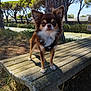 animal, bench, canine, chihuahua, daytime, dog, ears, fur, grass, muzzle, nature, outdoor, park, pet, river, shadow, small_dog, standing, sunlight, tree
