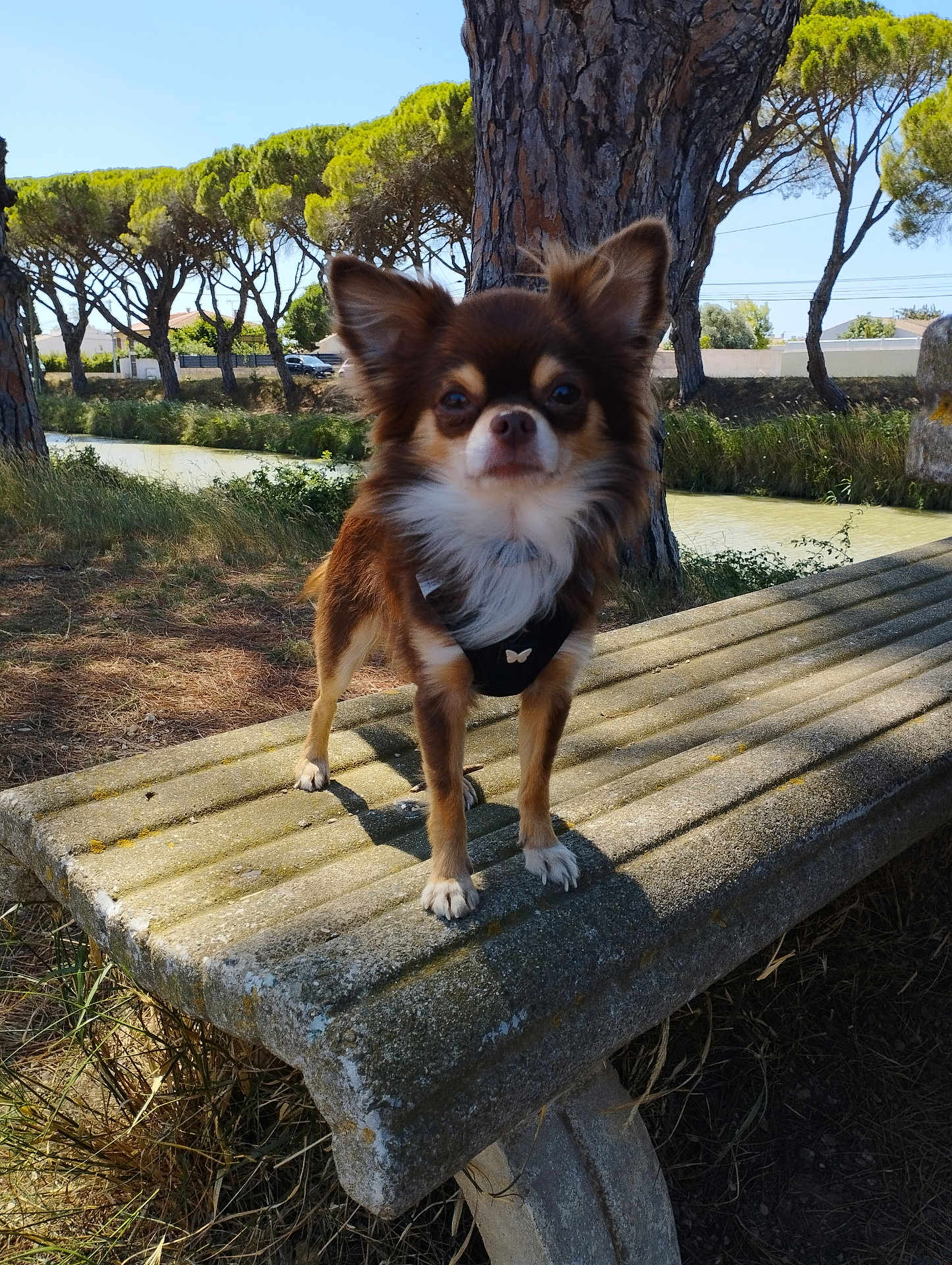 Tino