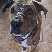 Bruno is registered to the contest to win money with this photo: dog, brindle, portrait, indoors, tiled_floor, collar, white_markings, speckled_face, sitting, standing, pet, canine, brown_fur, black_nose, floppy_ears, front_paws, home, kitchen, flash_photography, close_up