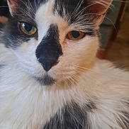 Chippy is registered to the contest to win money with this photo: animal, black_and_white, cat, close_up, curious, cute, domestic_cat, ears, face, feline, fluffy, fur, indoor, looking, nose, pet, portrait, soft_light, whiskers, yellow_eyes