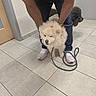 dog, person, floor, tile, leash, indoor, footwear, bow, pet, animal, waiting, standing, casual_clothing, two_dogs, human_legs, white_shoes, curly_hair, gray_dog, holding, cute